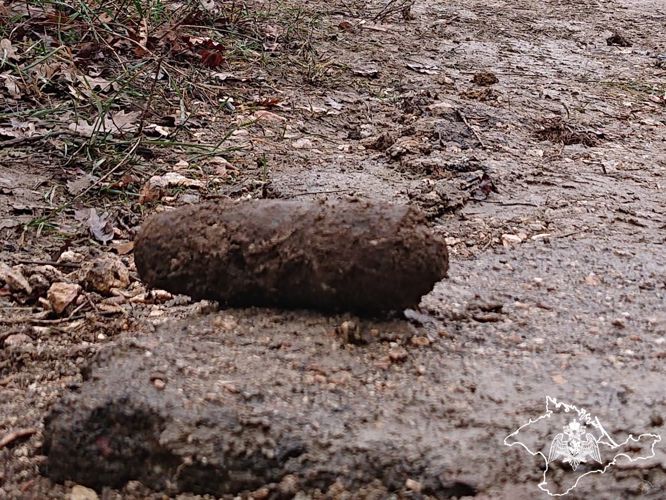 Взрывотехники ОМОН Росгвардии в Севастополе обследовали снаряд времен Великой Отечественной войны